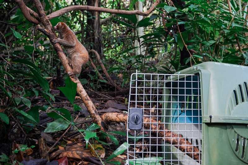 Gambar saat kukang bangka berjalan keluar dari kandang menuju habitatnya. | Foto: Fakta Berita