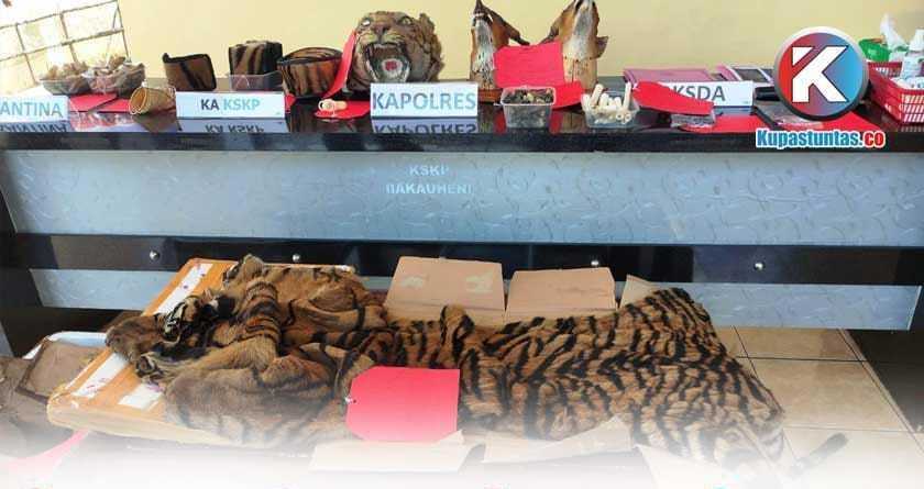 Barang bukti kulit harimau sumatera dan beberapa bagian tubuh satwa dilindungi lainnya yang berhasil diamankan pihak kepolisian dari Beni Susanto. | Foto: Imanuel/KupasTuntas