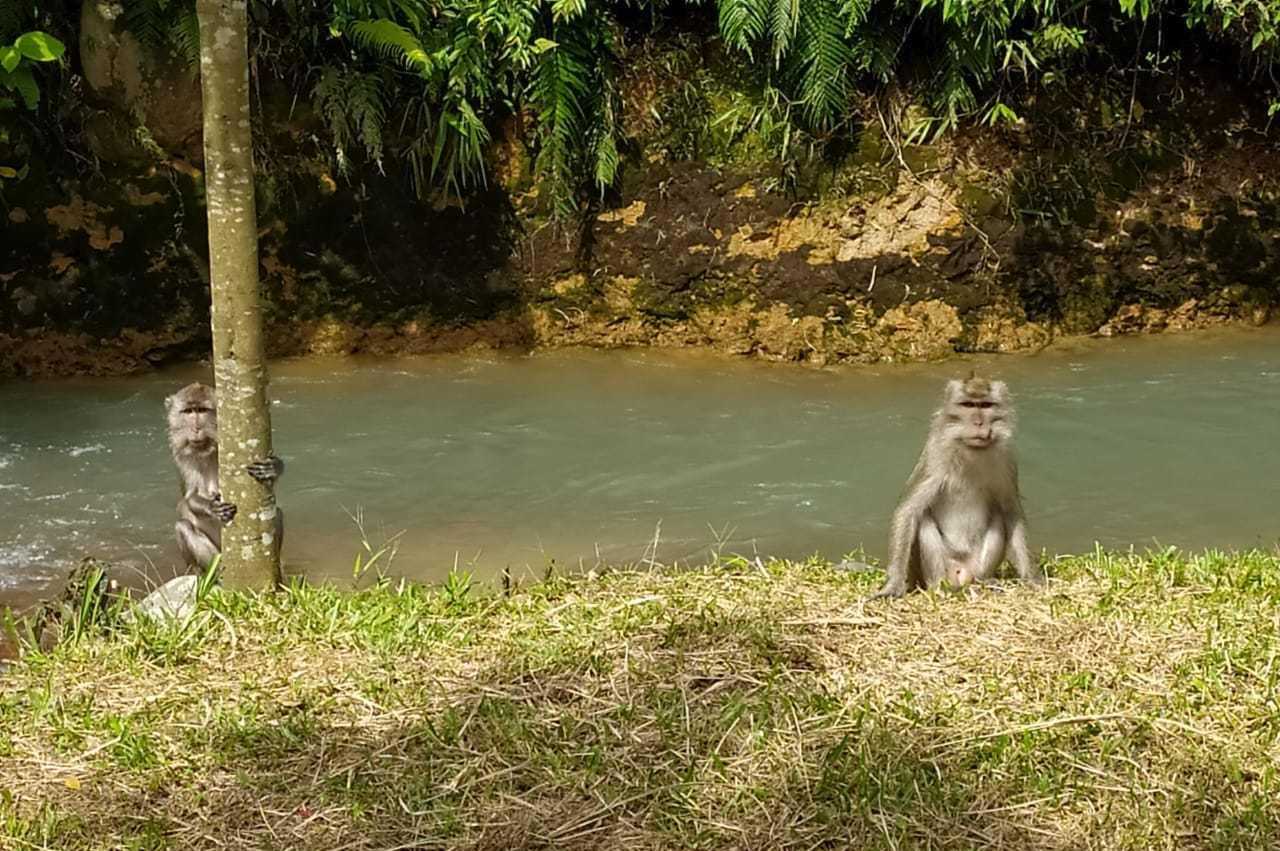 Gambar Monyet ekor panjang (Macaca Fascicularis) di Curug Sentral, Kelapanunggal- Sukabumi. | Foto: Rianda Akbari
