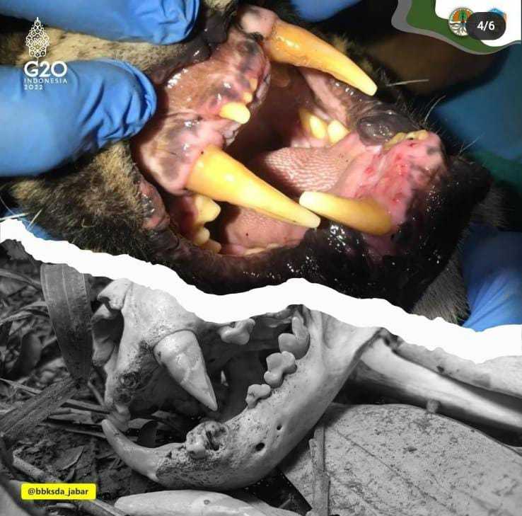 Ditemukan tulang belulang macan tutul bernama Abah. | Foto: Dok. BKSDA