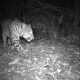 Gambar macan tutul yang terekam camera trap di kawasan Taman Nasional Gunung Gede Pangrango. | Foto: JPNews.id