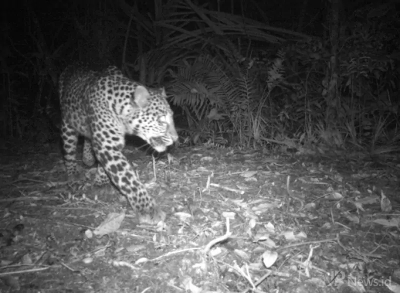 Gambar macan tutul yang terekam camera trap di kawasan Taman Nasional Gunung Gede Pangrango. | Foto: JPNews.id