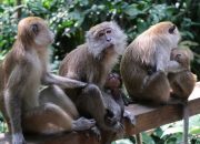 Mengenai Keluarga Primata yang Dirampas Haknya