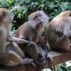Sekawanan monyet ekor panjang. | Foto: blueskyafterrain/iNaturalist