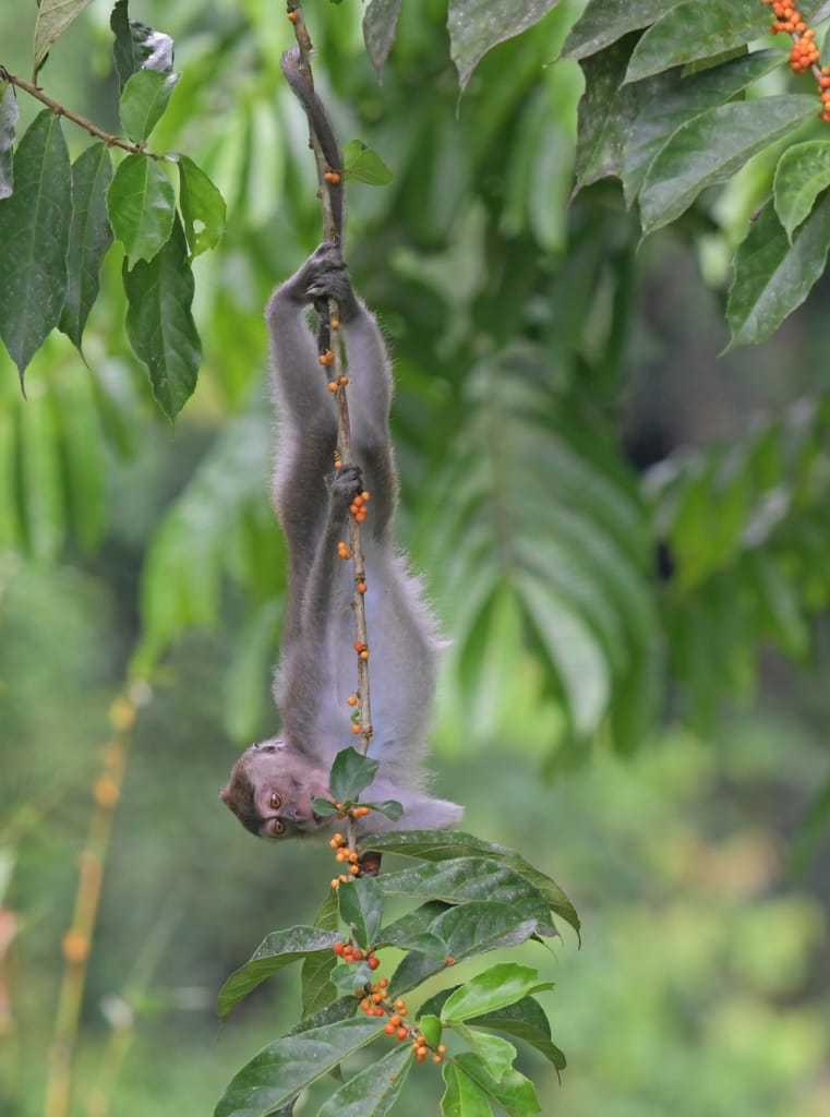 Seekor monyet ekor panjang sedang menggantungkan tubuhnya pada batang pohon. | Foto: josh_vandermeulen/iNaturalist