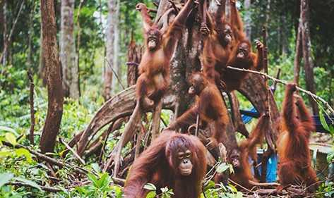 Gambar orangutan (Pongo). | Foto: BOS Foundation