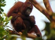 Momen Bahagia! Bayi Orangutan Lahir di SM Lamandau