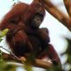 Gambar bayi orangutan kalimantan yang lahir di Suaka Margasatwa Lamandau sedang digendong oleh induknya. | Foto: Dok. KLHK