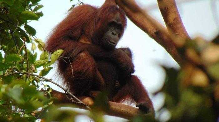 Gambar bayi orangutan kalimantan yang lahir di Suaka Margasatwa Lamandau sedang digendong oleh induknya. | Foto: Dok. KLHK 