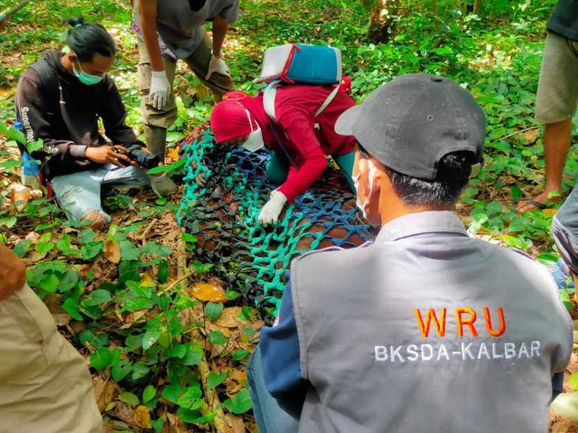 Satu individu orangutan terkena jebakan jerat pemburu berupa tali sepanjang empat meter di Kalimantan Barat. | Foto: Eksplora Republika