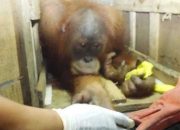 Transaksi Jual Beli Orangutan, Tiga Pelaku Dibekuk Polisi