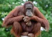 Jalan-Jalan ke Sekolah Orangutan di Arboretum Nyaru Menteng