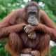 Gambar orangutan kalimantan. | Foto: Indonesia.go.id