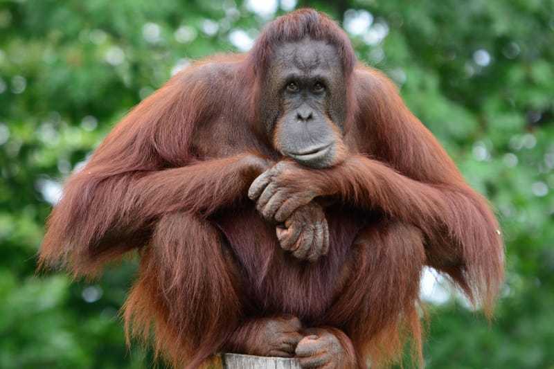 Gambar orangutan kalimantan. | Foto: Indonesia.go.id