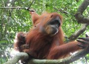 Sebuah Upaya Mencegah Gelombang Kepunahan Primata Indonesia