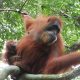 Ilustrasi orangutan sumatera (Pongo abelii). | Foto: hgubatz/Pixabay