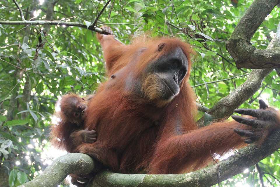 Ilustrasi orangutan sumatera (Pongo abelii). | Foto: hgubatz/Pixabay