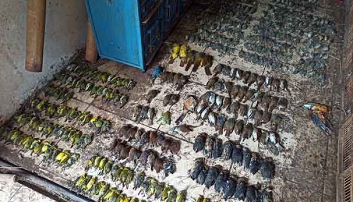 Ratusan Burung Termasuk Jenis Pleci Mendadak Mati di Pasar Depok