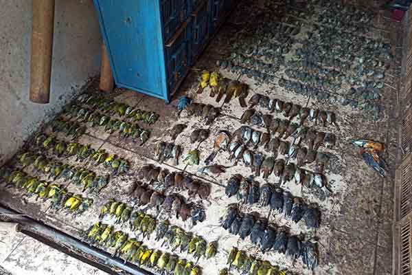 Ratusan burung mendadak mati di Pasar Depok, Solo, Jawa Tengah. | Nicolous Irawan/Solopos
