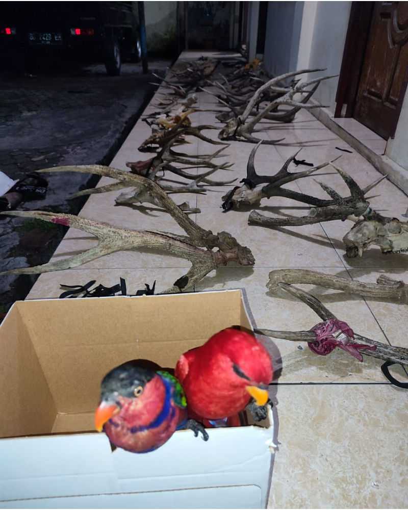 Petugas Karantina Pertanian Manado melalui Wilayah Kerja Pelabuhan Laut Bitung mengamankan dua ekor burung nuri serta puluhan tanduk dan tulang rusa. | Foto: Dok. Karantina Pertanian