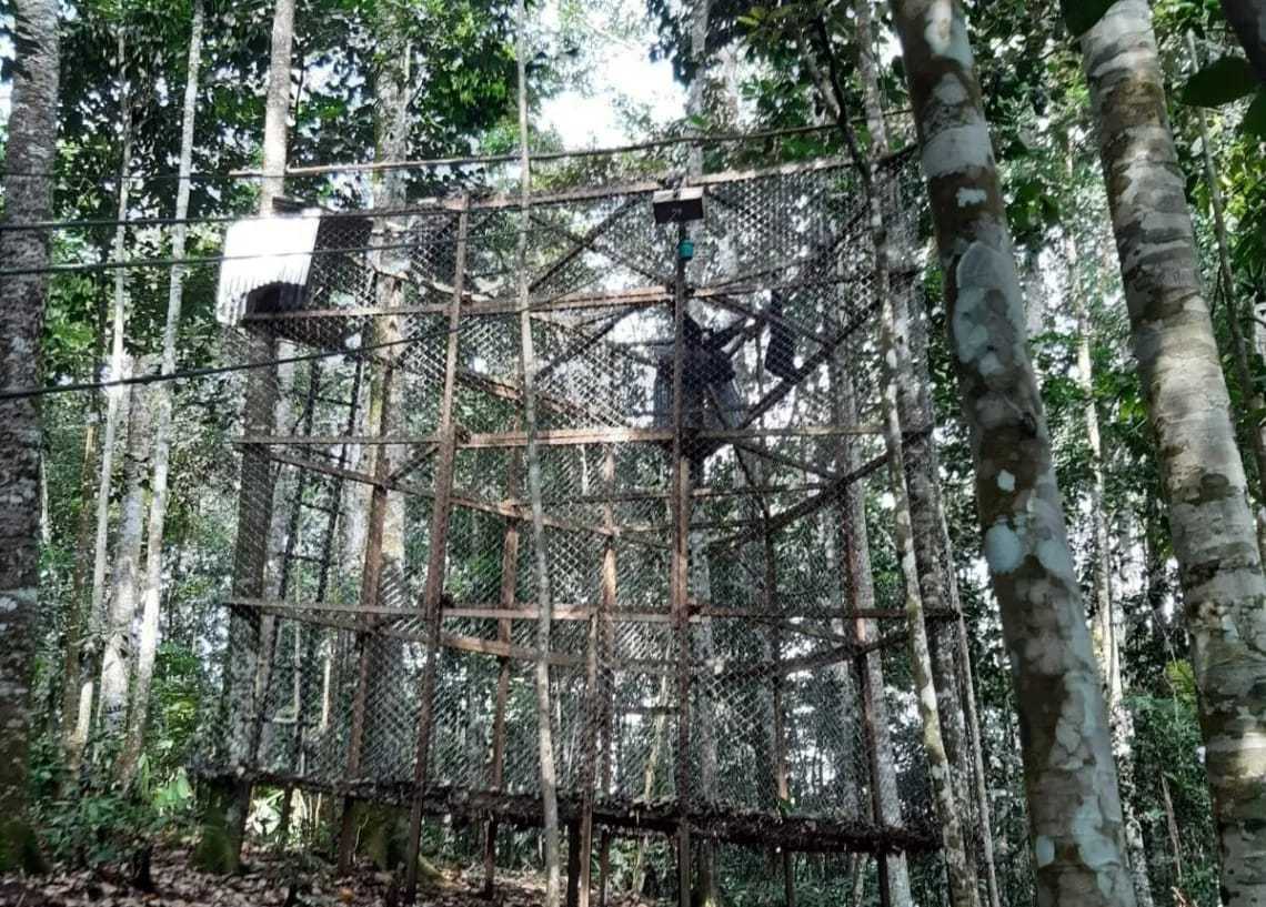 Dua pasang siamang dilepasliarkan ke habitatnya usai menjalani masa rehabilitasi dan habituasi di Lembaga Konservasi Khusus Pusat Rehabilitasi Satwa Kalaweit Sumatera Supayang. | Foto: BKSDA Sumbar