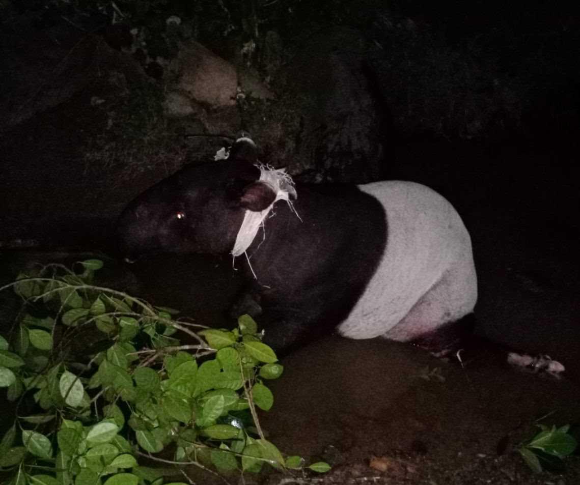 Seekor tapir berhasil diselamatkan oleh warga dan tim BKSDA saat terjebak di aliran sungai di Batu Busuk, Padang. | Foto: Katasumbar