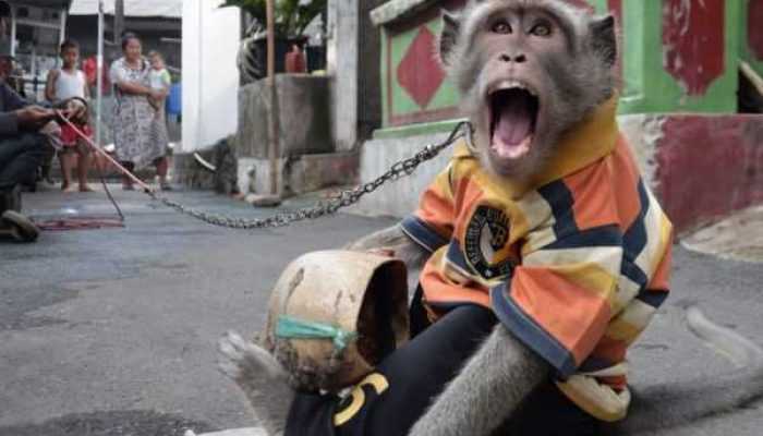 Miris, Satwa Disiksa saat Latihan Atraksi Topeng Monyet!