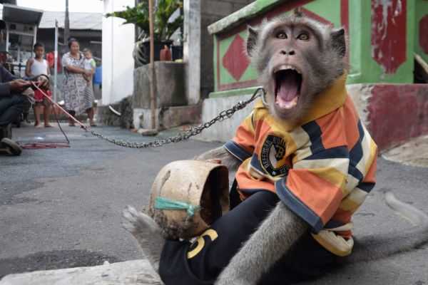 Ilustrasi pertunjukan topeng monyet di Jakarta. | Foto: Andri Widiyanto?Media Indonesia