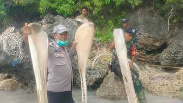 Salah seorang warga menemukan tulang-tulang ikan raksasa di bibir pantai Dusun Kawau, Desa Garaupa, Kecamatan Pasilambena, Selayar  yang diduga merupakan tulang ikan paus. | Foto: Istimewa/CNNIndonesia