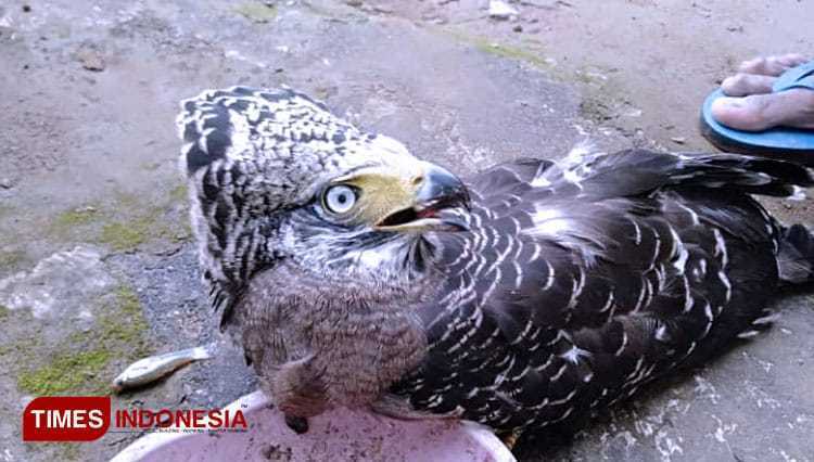 Seekor elang brontok diserahkan oleh warga Kampung Bunihurip, Sukapada, Pagerageung, Kabupaten Tasikmalaya kepada BKSDA. | Foto: Ilham/IAR/Times Indonesia