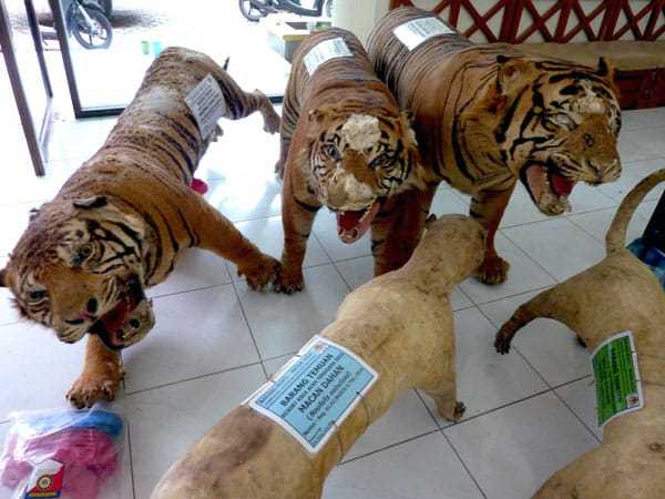 Barang bukti satwa dilindungi berupa harimau dan macan dahan di Aceh. | Foto: Chik Rini/Mongabay