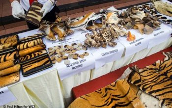Sejumlah barang bukti satwa liar dilindungi, termasuk harimau sumatera (Panthera tigris sumatrae) yang disita oleh Mabes Polri dari para penjual pada tahun 2015 lalu. | Foto: Paul Hilton/WCS