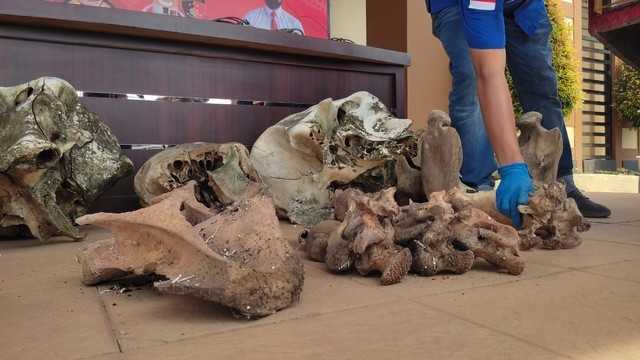 Gambar bagian tubuh gajah sumatera yang ditemukan di Kabupaten Aceh Jaya pada awal Januari 2020. | Foto: Dok. Polisi/Acehkini