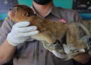 Diselundupkan, Anak Bekantan dan Kucing Hutan Ditemukan telah Mati