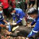 Seekor beruang madu terkena jerat babi hutan di Gampong Cinta Murni, Kecamatan Setia, Kabupaten Aceh Barat Daya. | Foto: Suprian/Antara