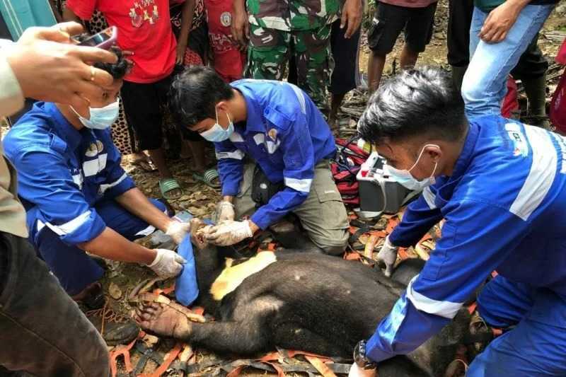 Seekor beruang madu terkena jerat babi hutan di Gampong Cinta Murni, Kecamatan Setia, Kabupaten Aceh Barat Daya. | Foto: Suprian/Antara