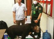 Offset Beruang Madu Hasil Sitaan Polisi Diserahkan ke BKSDA