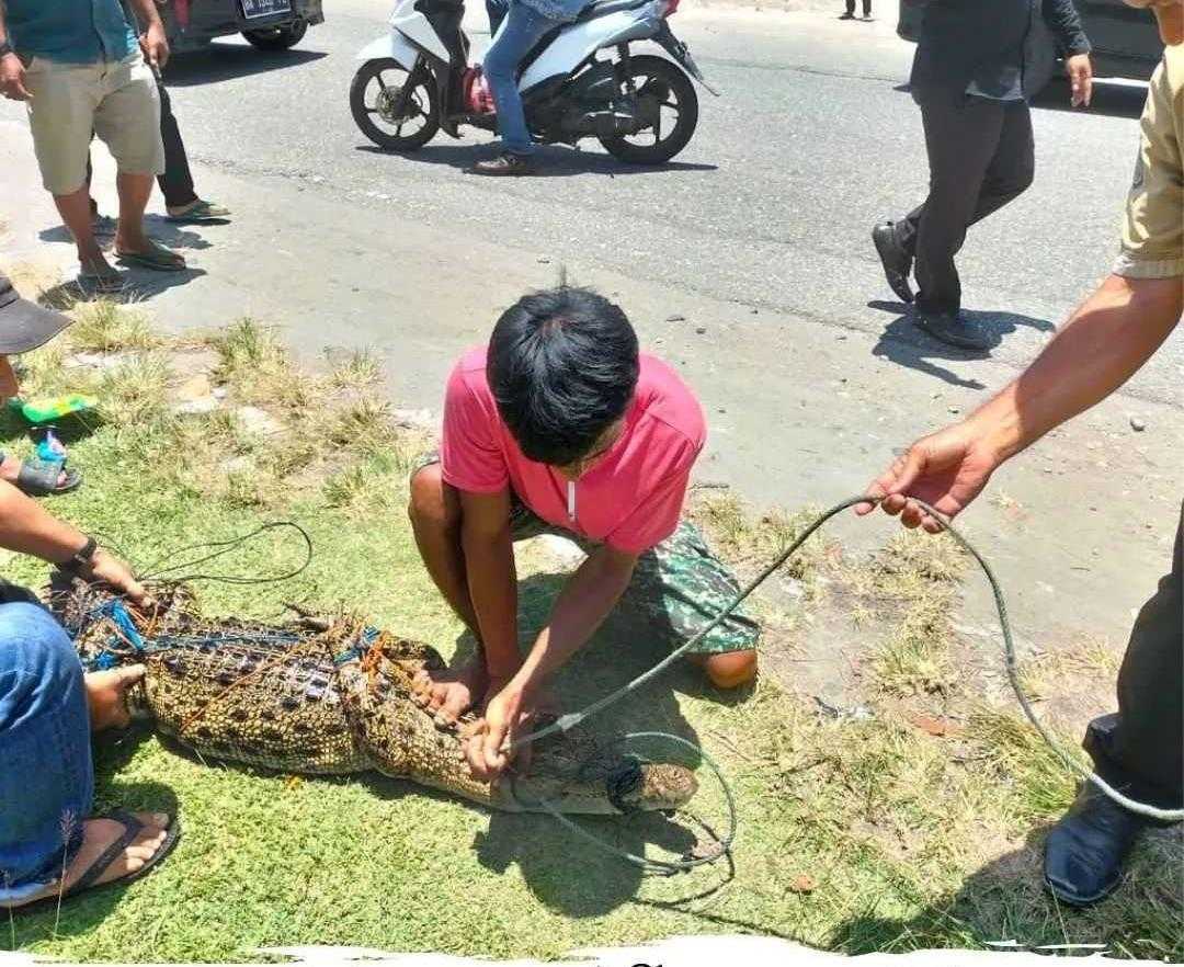 BKSDA Sumatera Barat telah mengevakuasi seekor reptil, yaitu buaya muara. | Foto: BKSDA Sumbar