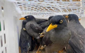 Ribuan burung berhasil diamankan saat akan dikirim secara ilegal dari Way Kanan Lampung menuju Bekasi Jawa Barat. | Foto: Banten News