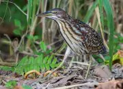 Tujuh Anak Temukan Burung Langka yang Tak Biasa di Selokan