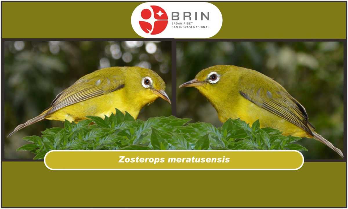 Gambar burung baru bernama kacamata meratus (Zosterops meratusensis). | Foto: BRIN