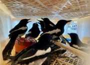 100 Ekor Lebih Burung Kicau Disita Karena Tak Dilengkapi Dokumen HC