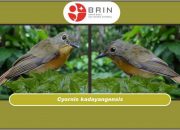 BRIN Temukan Dua Spesies Burung Baru di Pegunungan Kalimantan