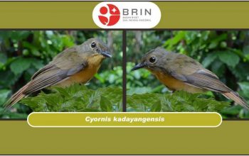 Gambar burung baru bernama sikatan kadayang (Cyornis kadayangensis). | Foto: BRIN