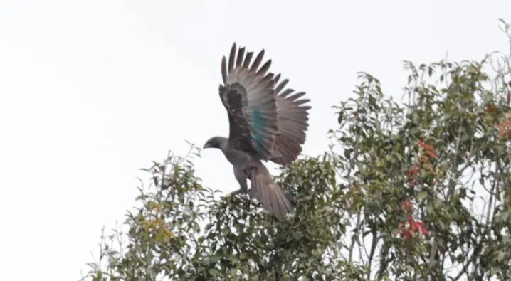 Burung elang langka dilepasliarkan usai menjalani masa rehabilitasi masing-masing selama 5 dan 11 bulan. | Foto: Dok. KLHK