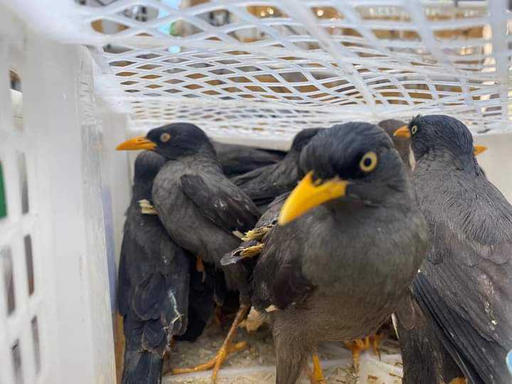 Ribuan burung berhasil diamankan saat akan dikirim secara ilegal dari Way Kanan Lampung menuju Bekasi Jawa Barat. | Foto: Banten News