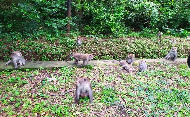 Kawanan monyet ekor panjang (Macaca fascicularis). | Foto: M Basir/Radar Bali