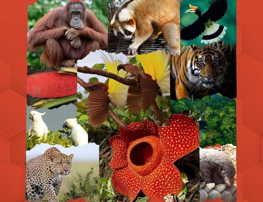 Keanekaragaman hayati Indonesia. | Foto: WWF, Antara, Wikipedia, Pixabay, Betahita, Mongabay, Liputan 6, Jalak Suren, Greeners, PIxabay