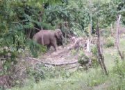 Masuk Kawasan Warga, Kawanan Gajah Diblokade