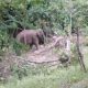 Gambar gajah liar yang merupakan satwa dilindungi. | Foto: Media Lampung